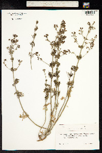 Teucrium orientale image