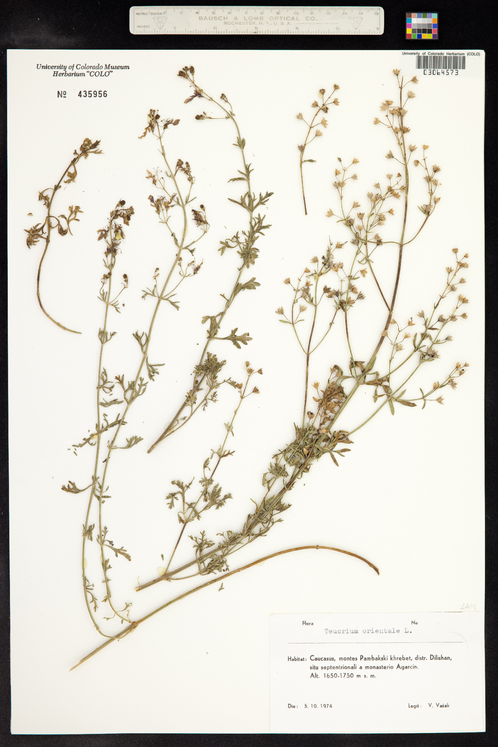 Teucrium orientale image