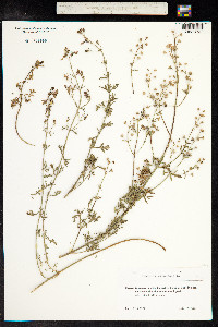 Teucrium orientale image