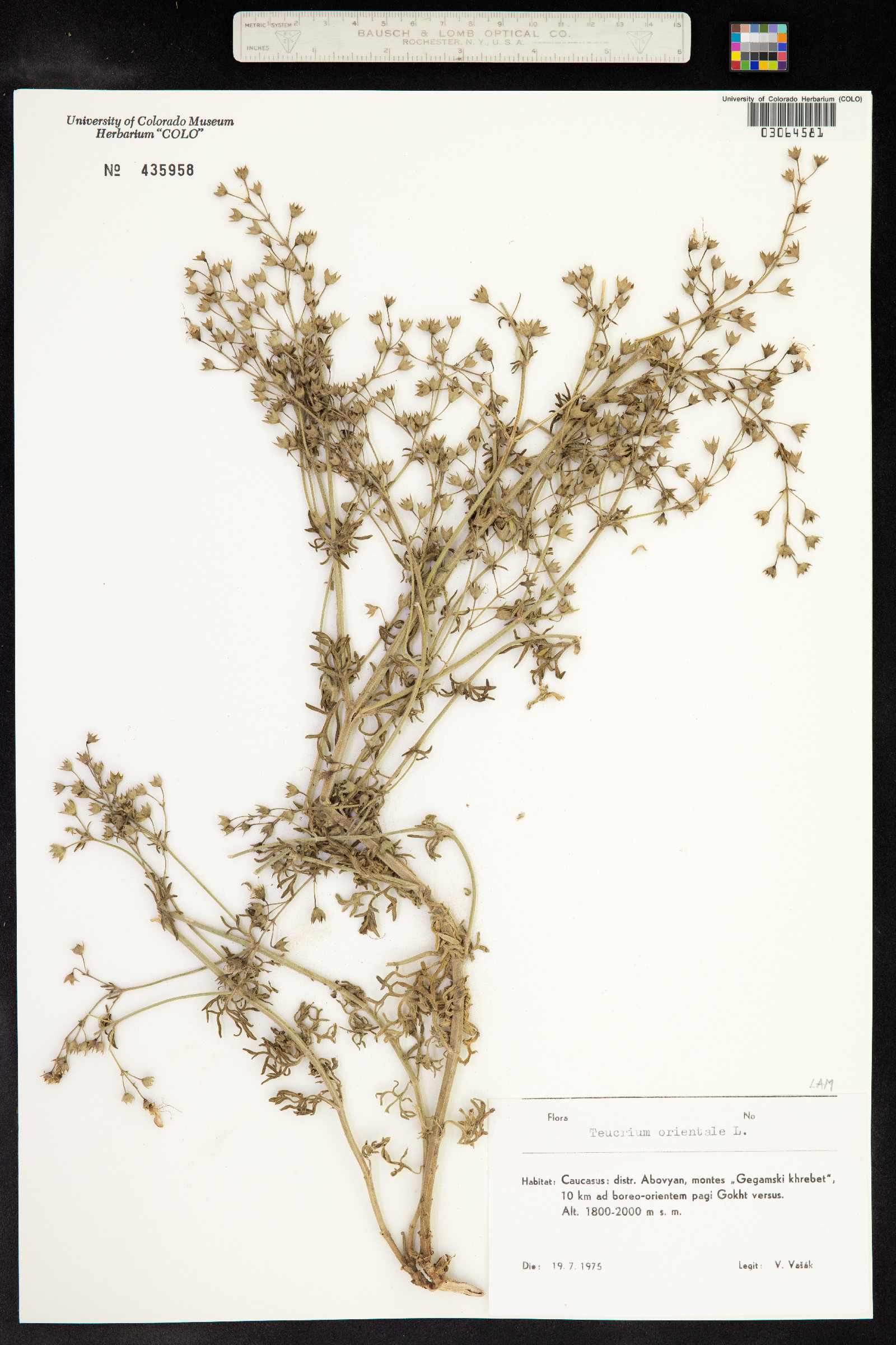 Teucrium orientale image