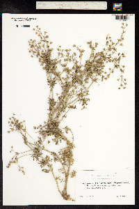 Teucrium orientale image