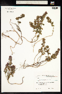 Teucrium chamaedrys image