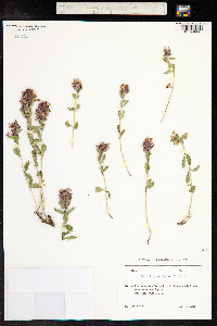Teucrium chamaedrys image