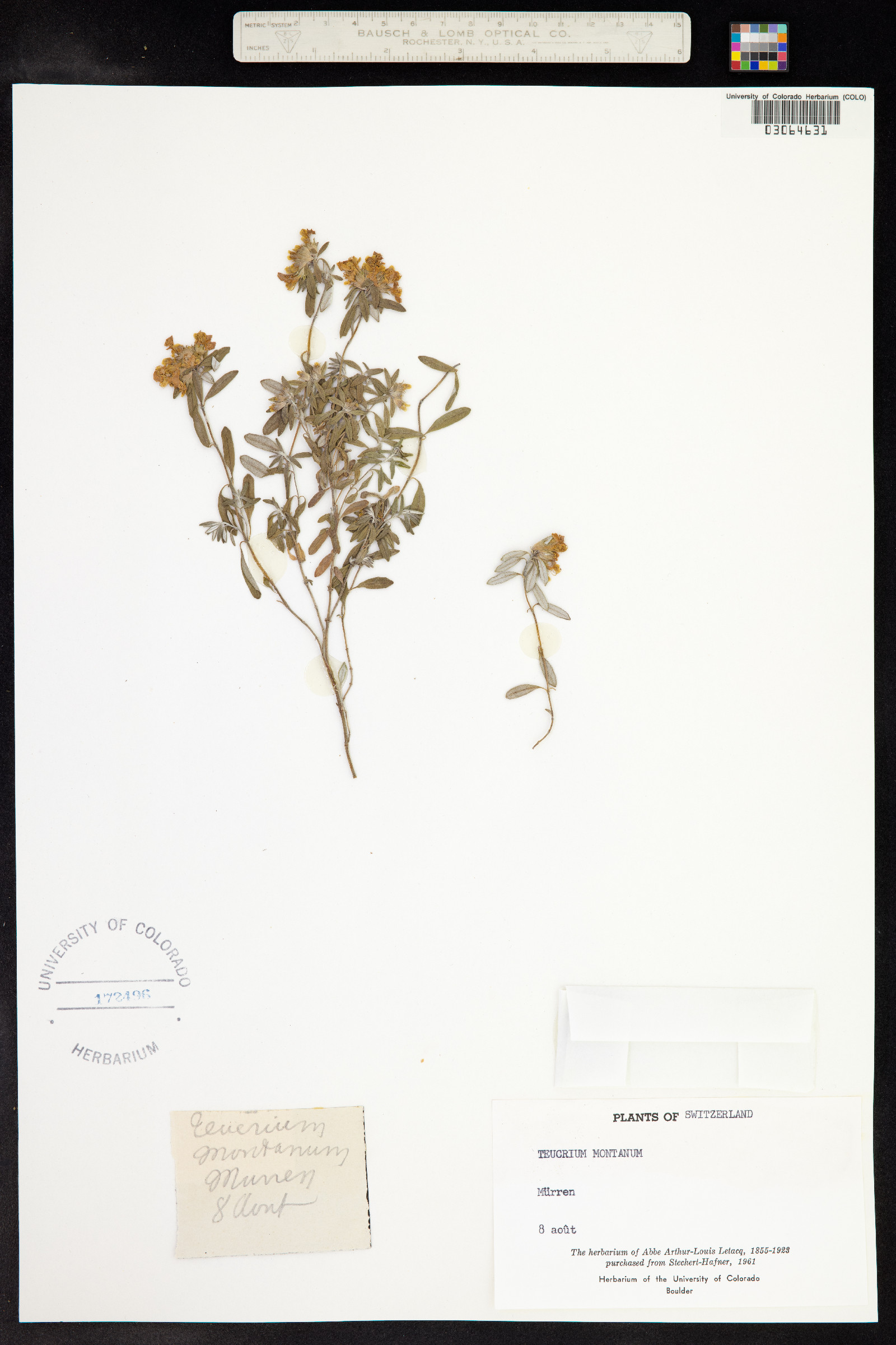 Teucrium montanum image