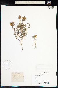 Teucrium montanum image