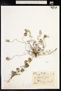 Teucrium montanum image