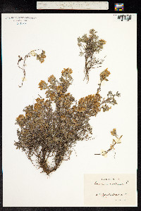 Teucrium montanum image