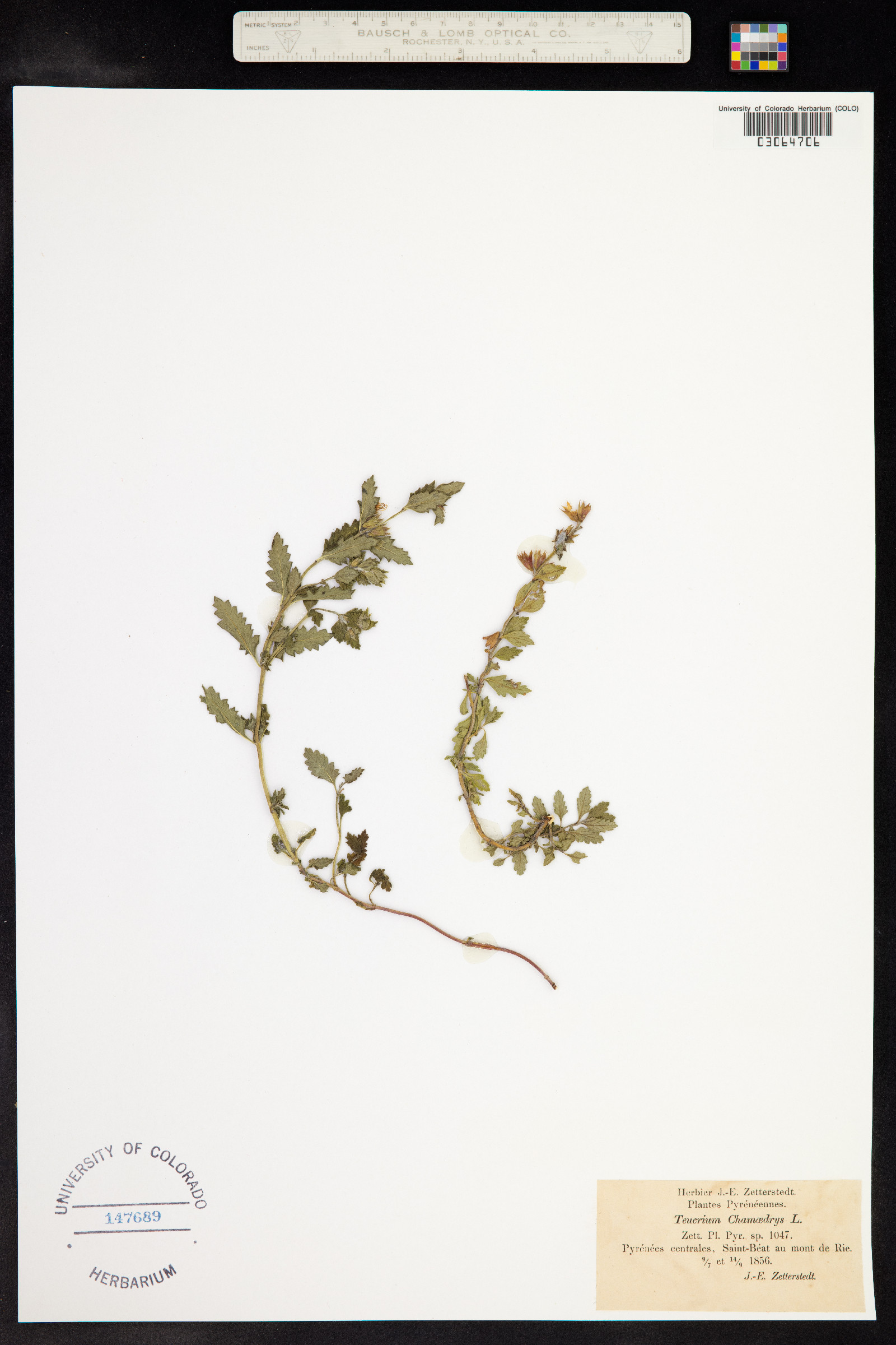 Teucrium chamaedrys image