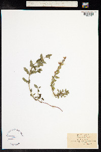Teucrium chamaedrys image
