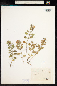 Teucrium chamaedrys image