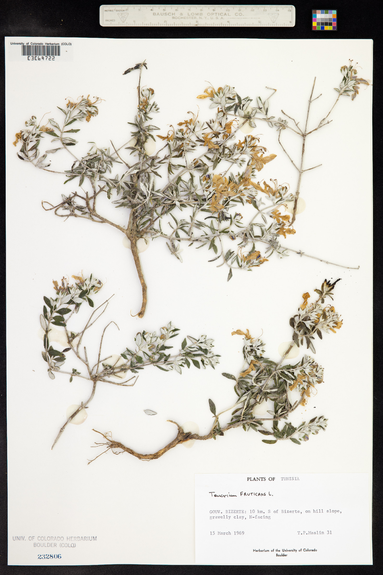 Teucrium fruticans image