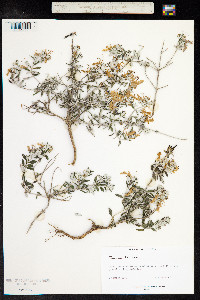 Teucrium fruticans image