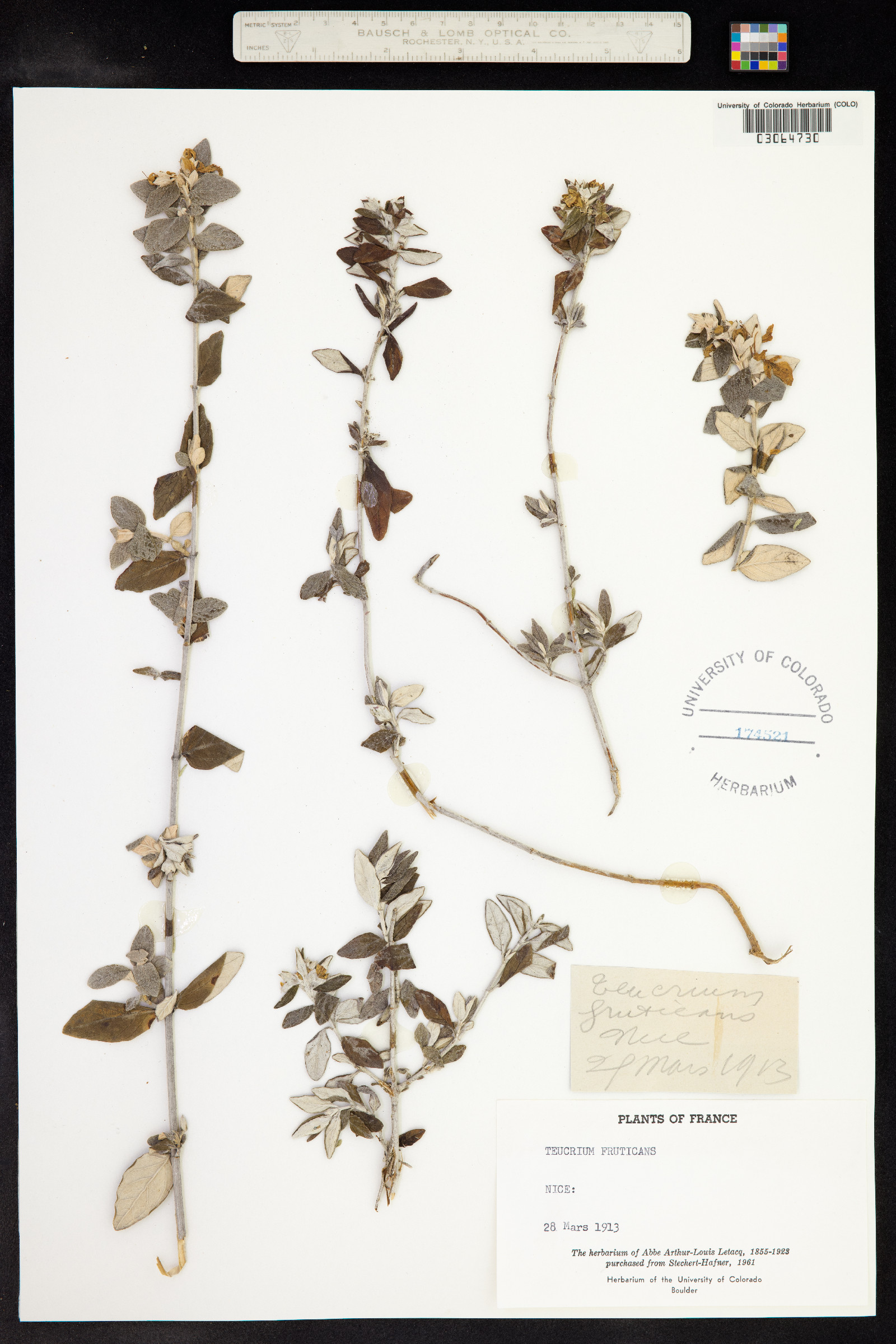 Teucrium fruticans image