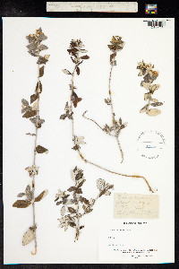 Teucrium fruticans image