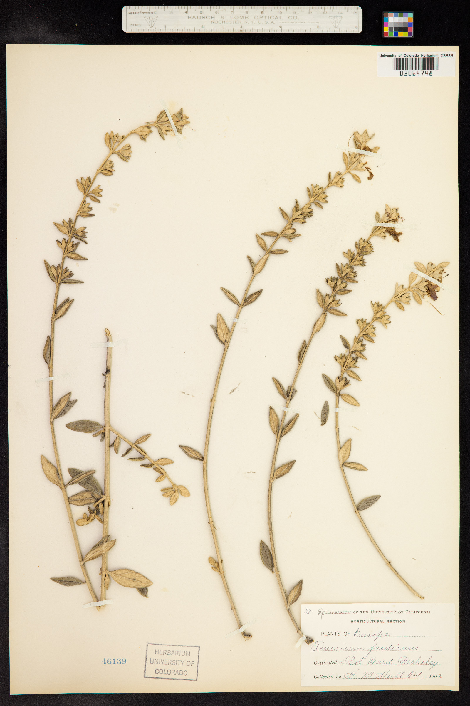 Teucrium fruticans image
