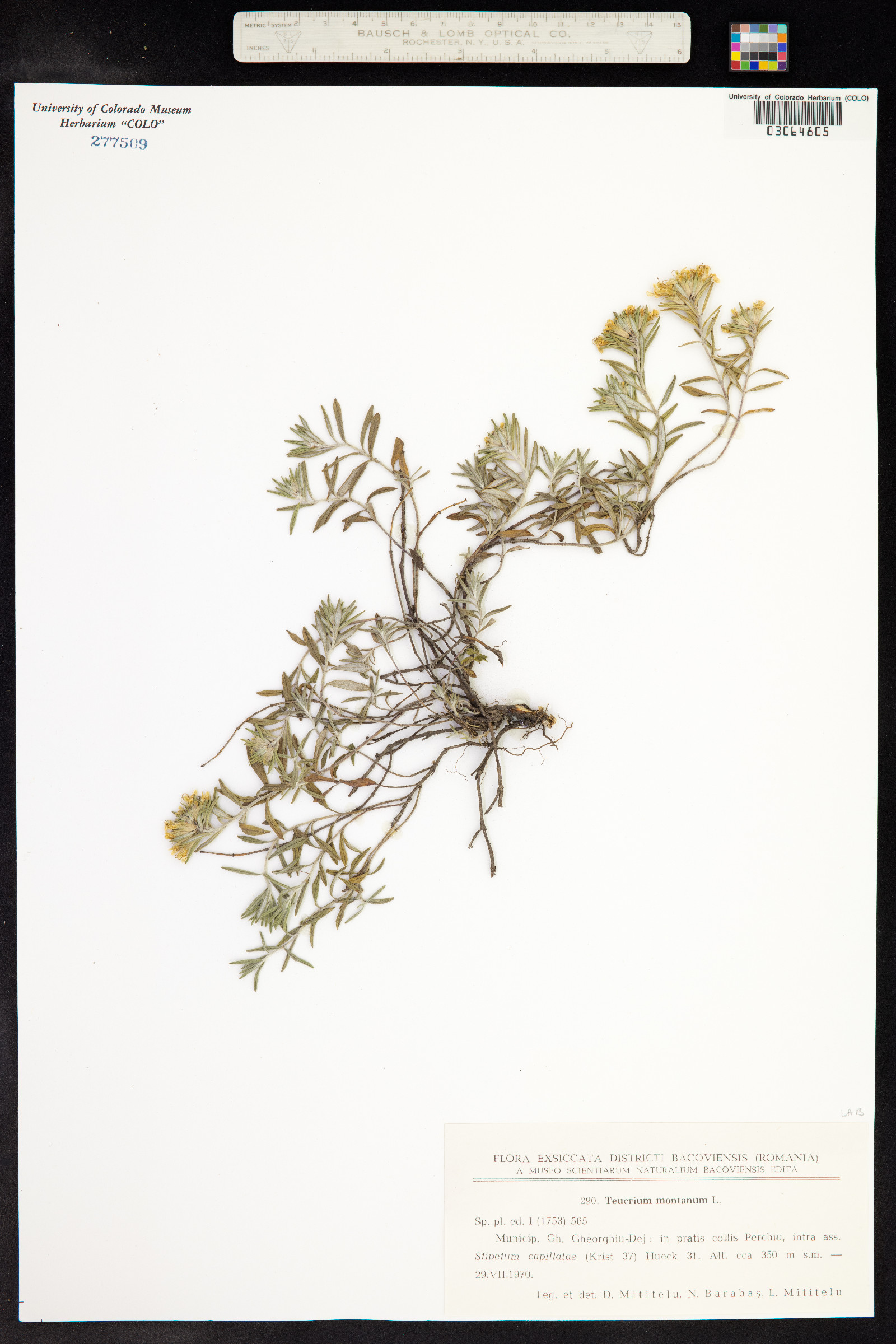 Teucrium montanum image
