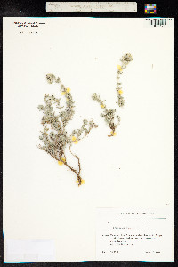 Teucrium polium image