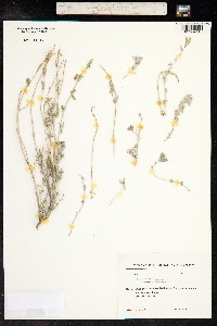 Teucrium polium image