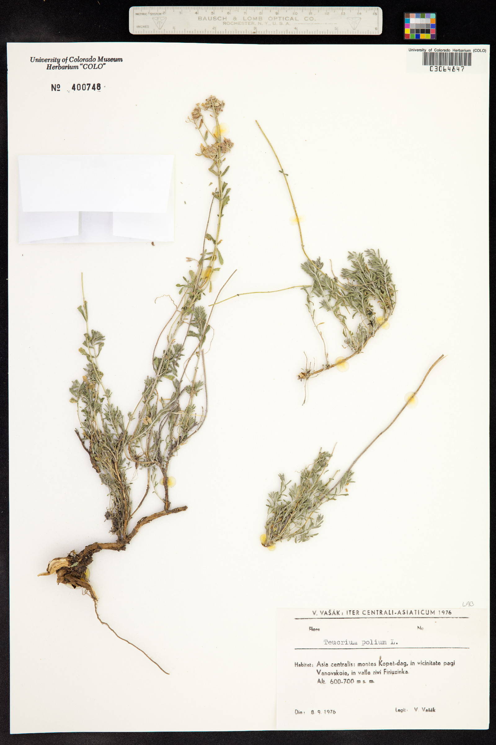 Teucrium polium image