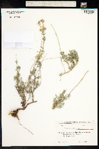 Teucrium polium image