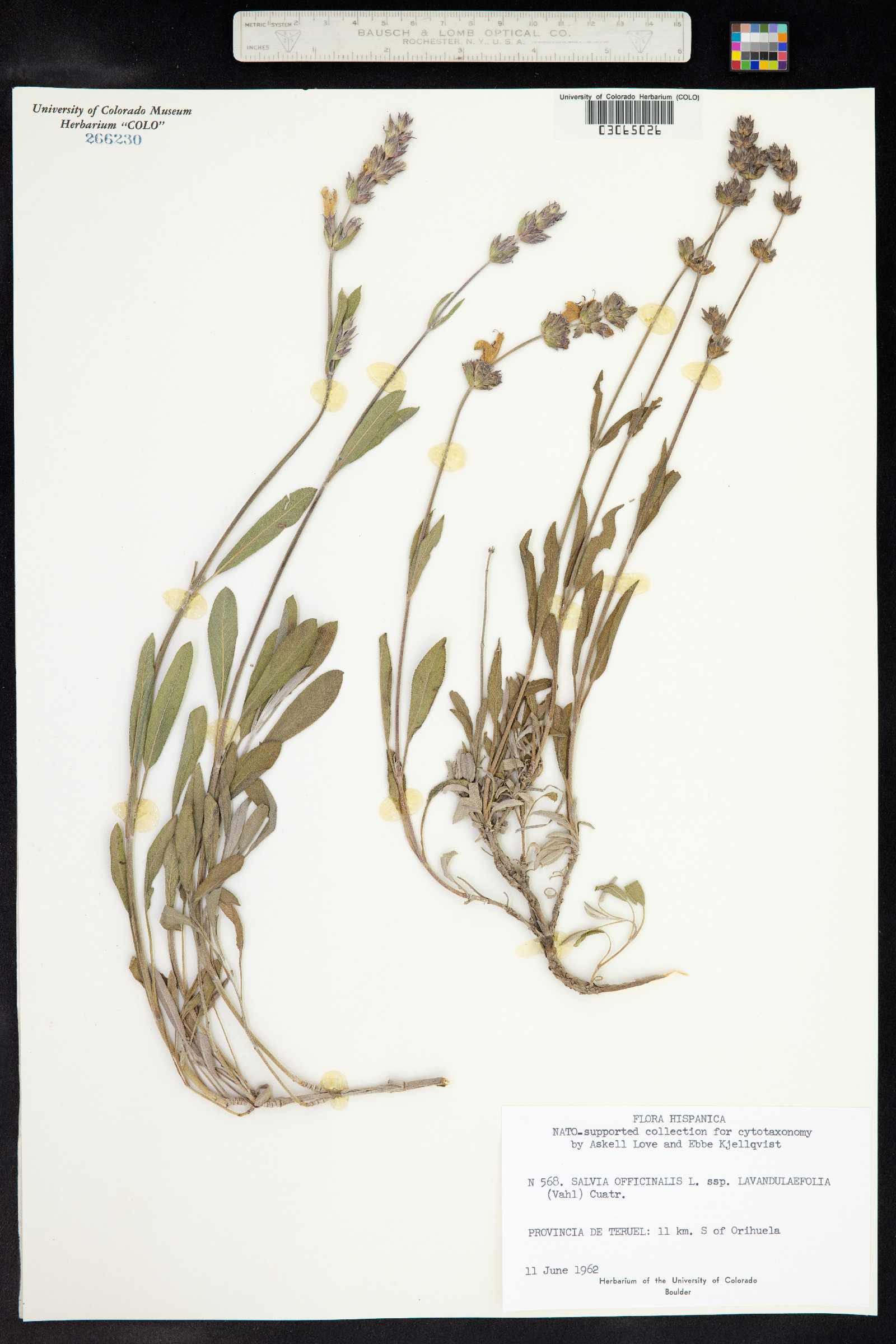 Salvia officinalis image