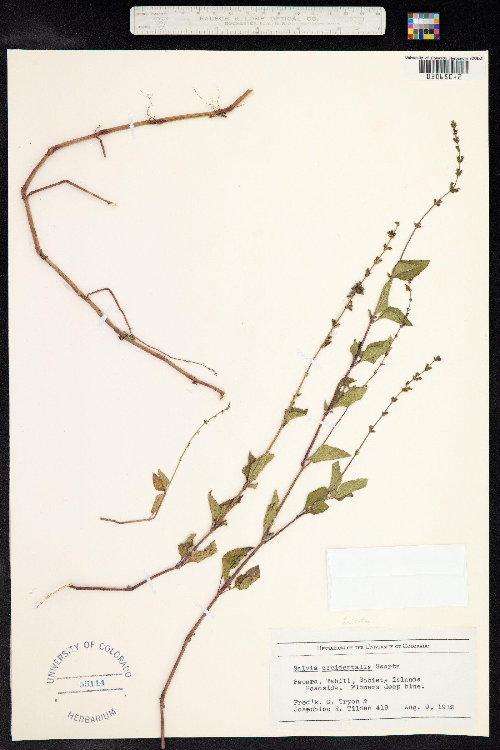 Salvia occidentalis image