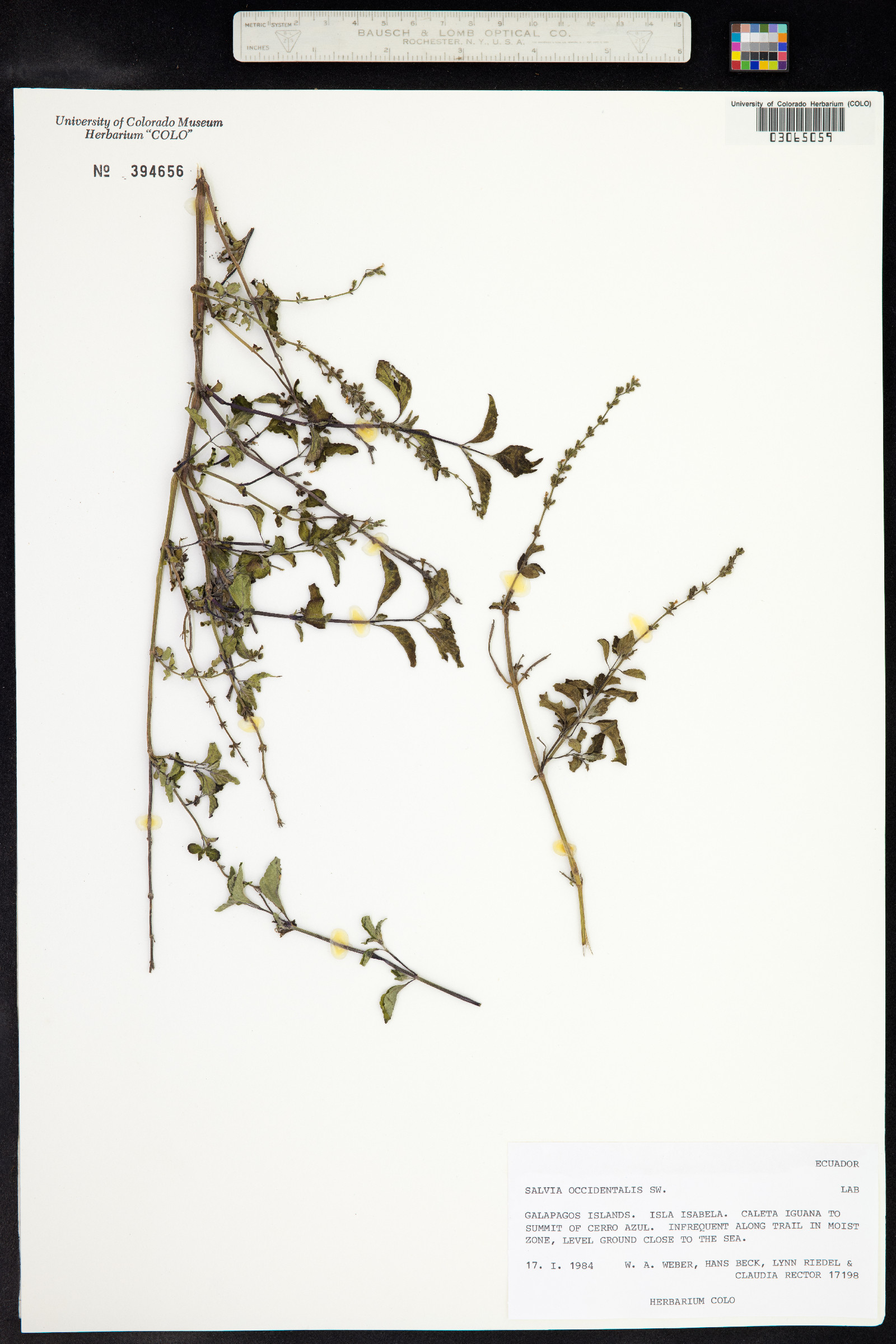 Salvia occidentalis image