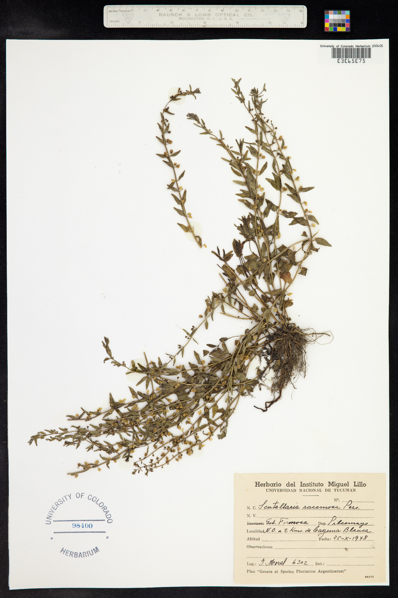 Scutellaria racemosa image