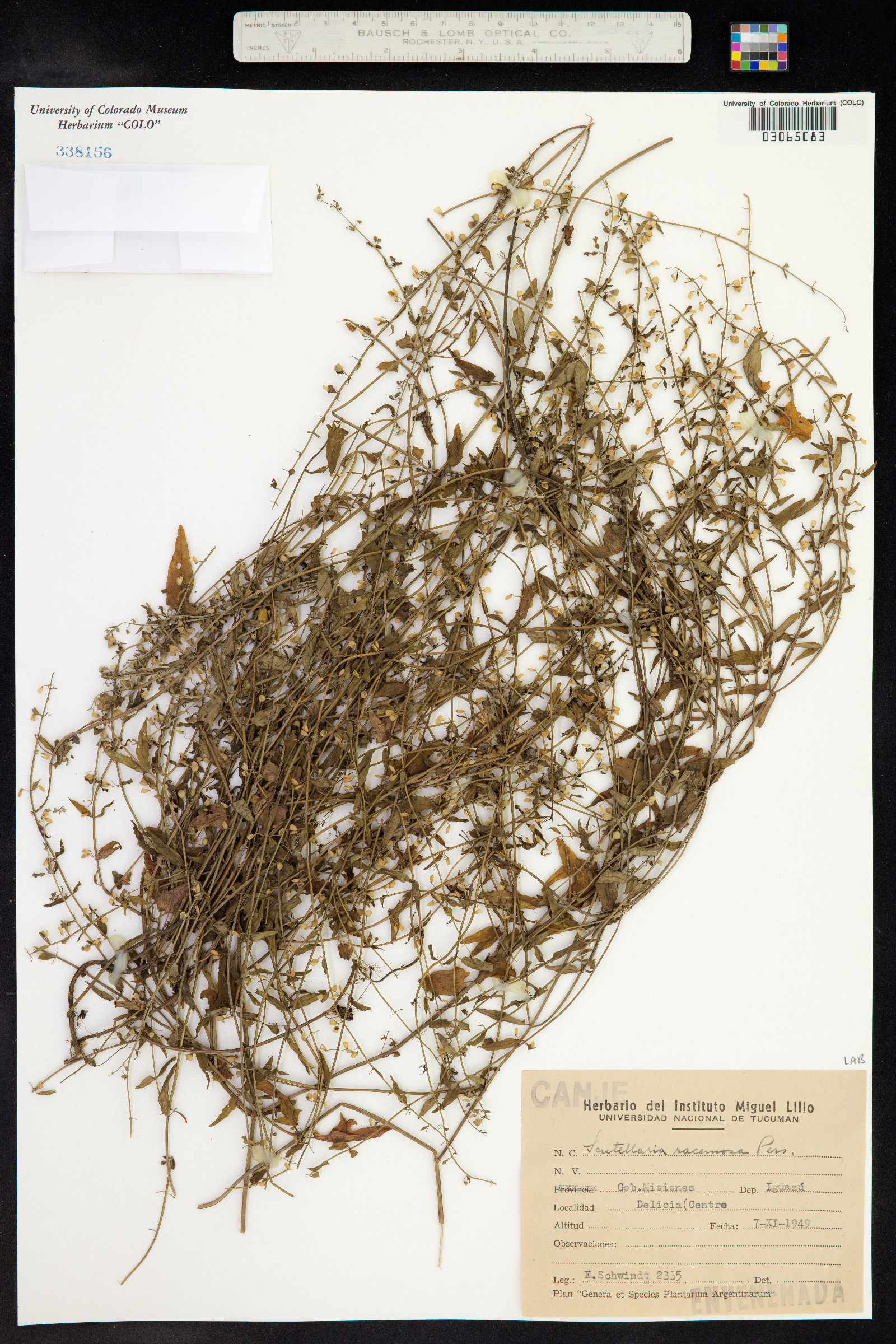 Scutellaria racemosa image