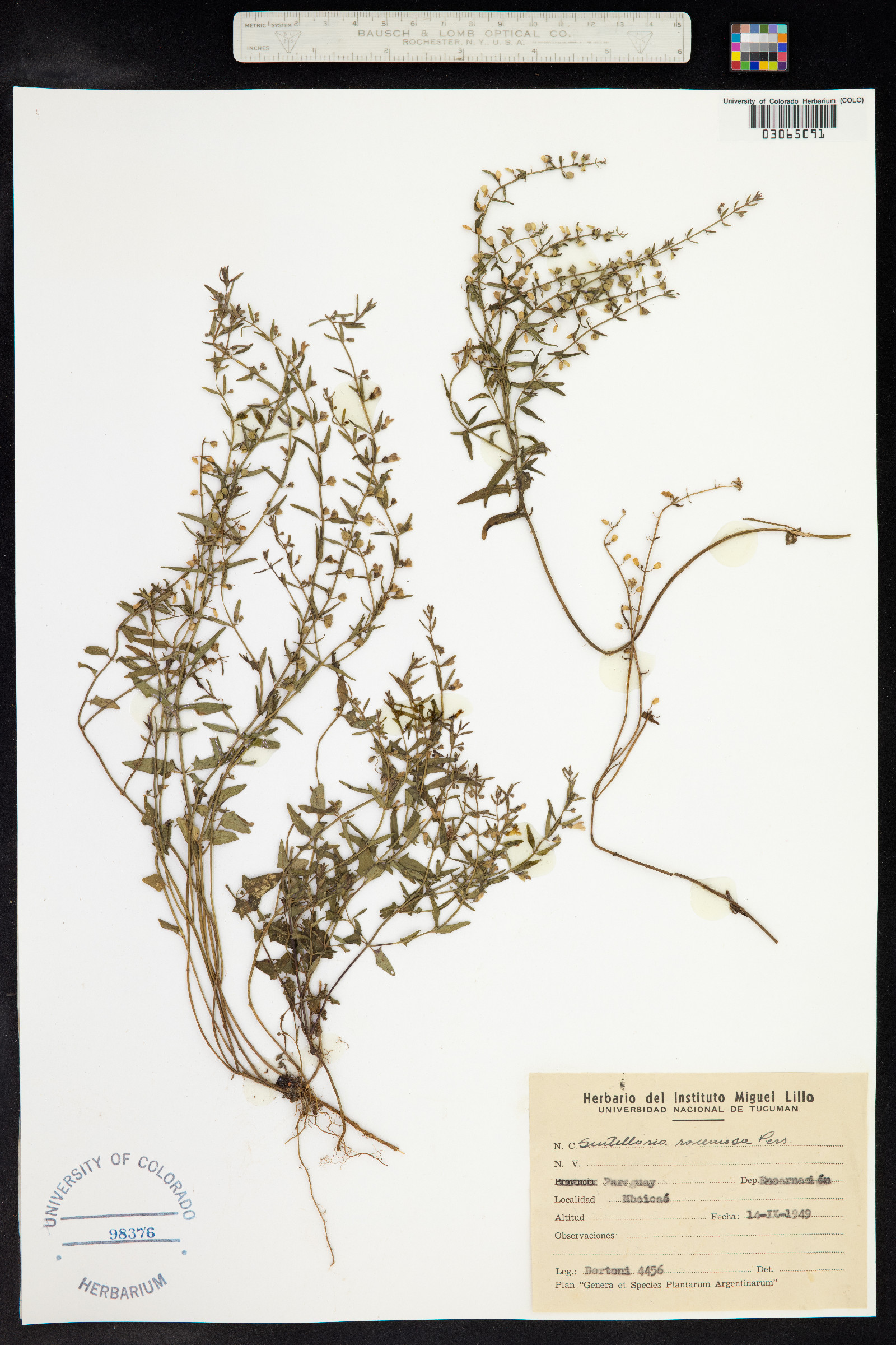 Scutellaria racemosa image