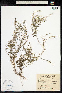 Scutellaria racemosa image