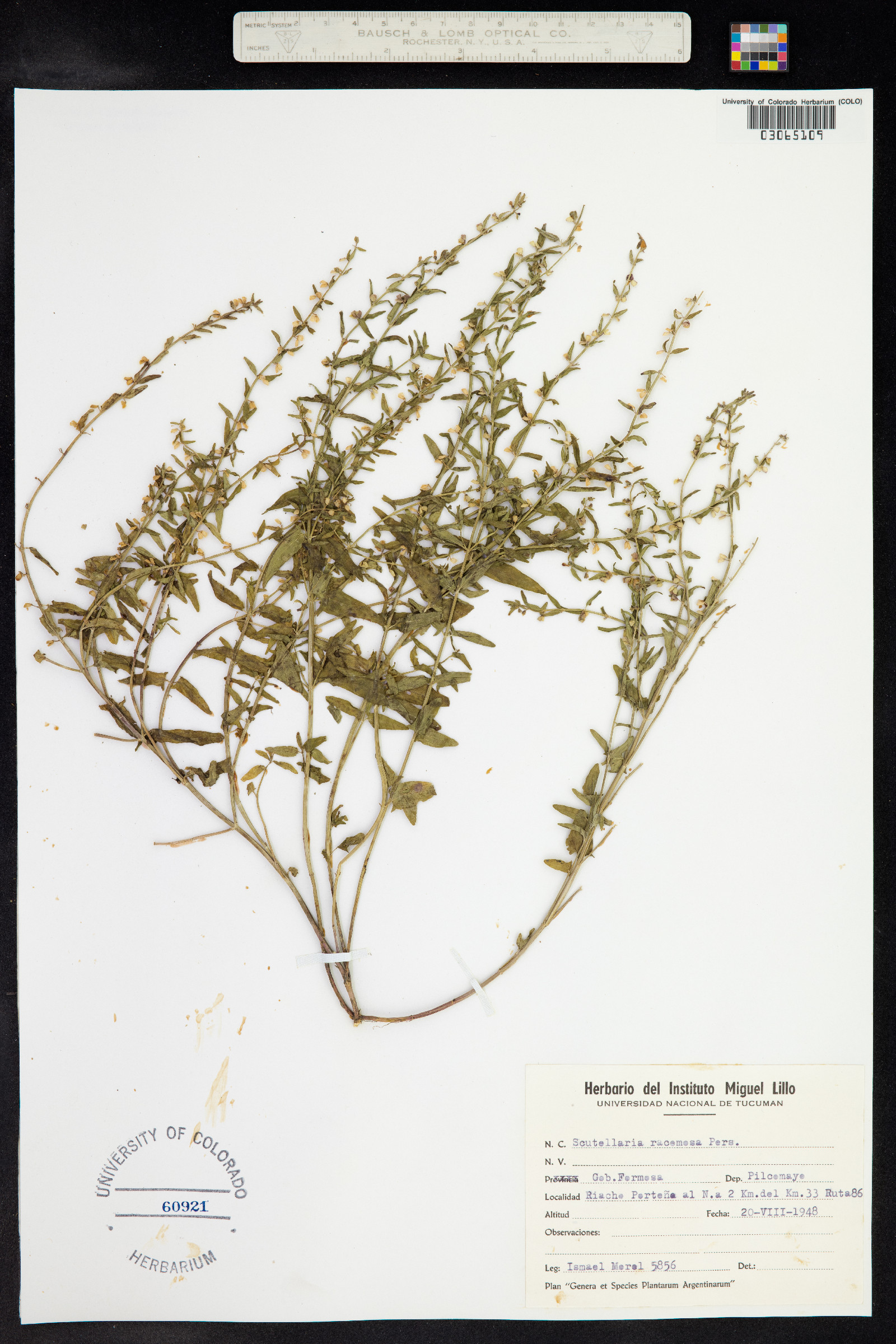 Scutellaria racemosa image