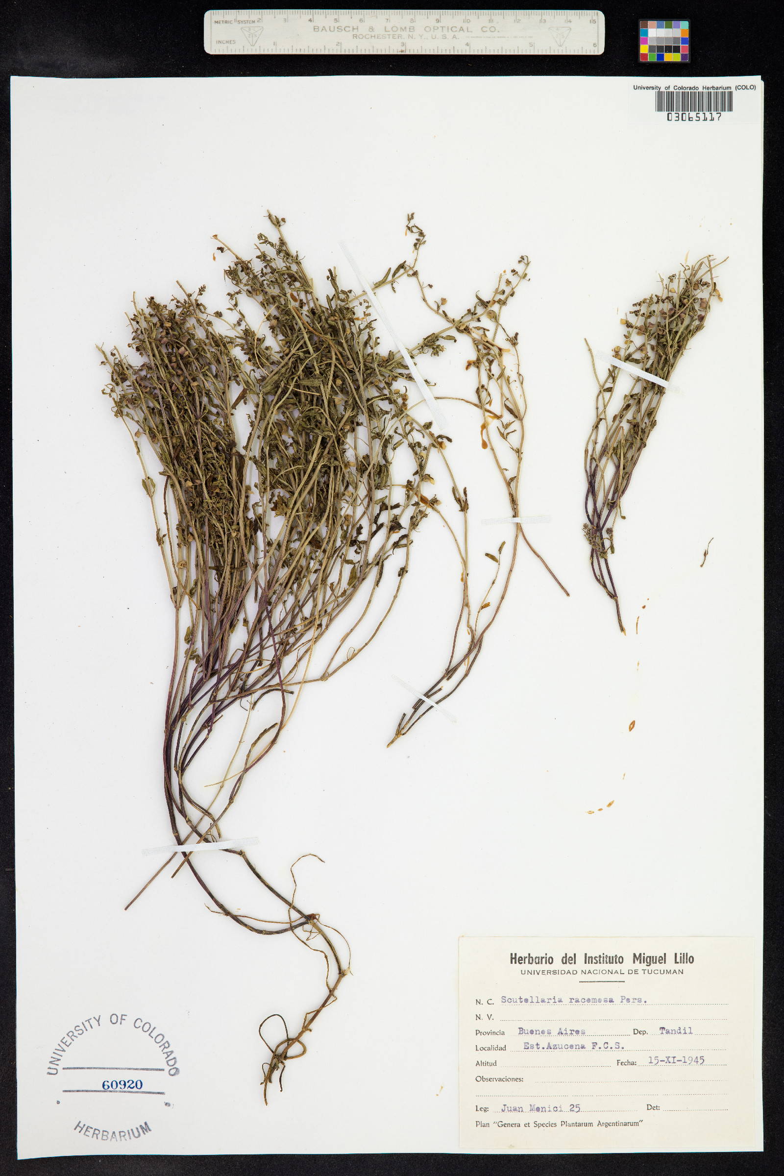 Scutellaria racemosa image