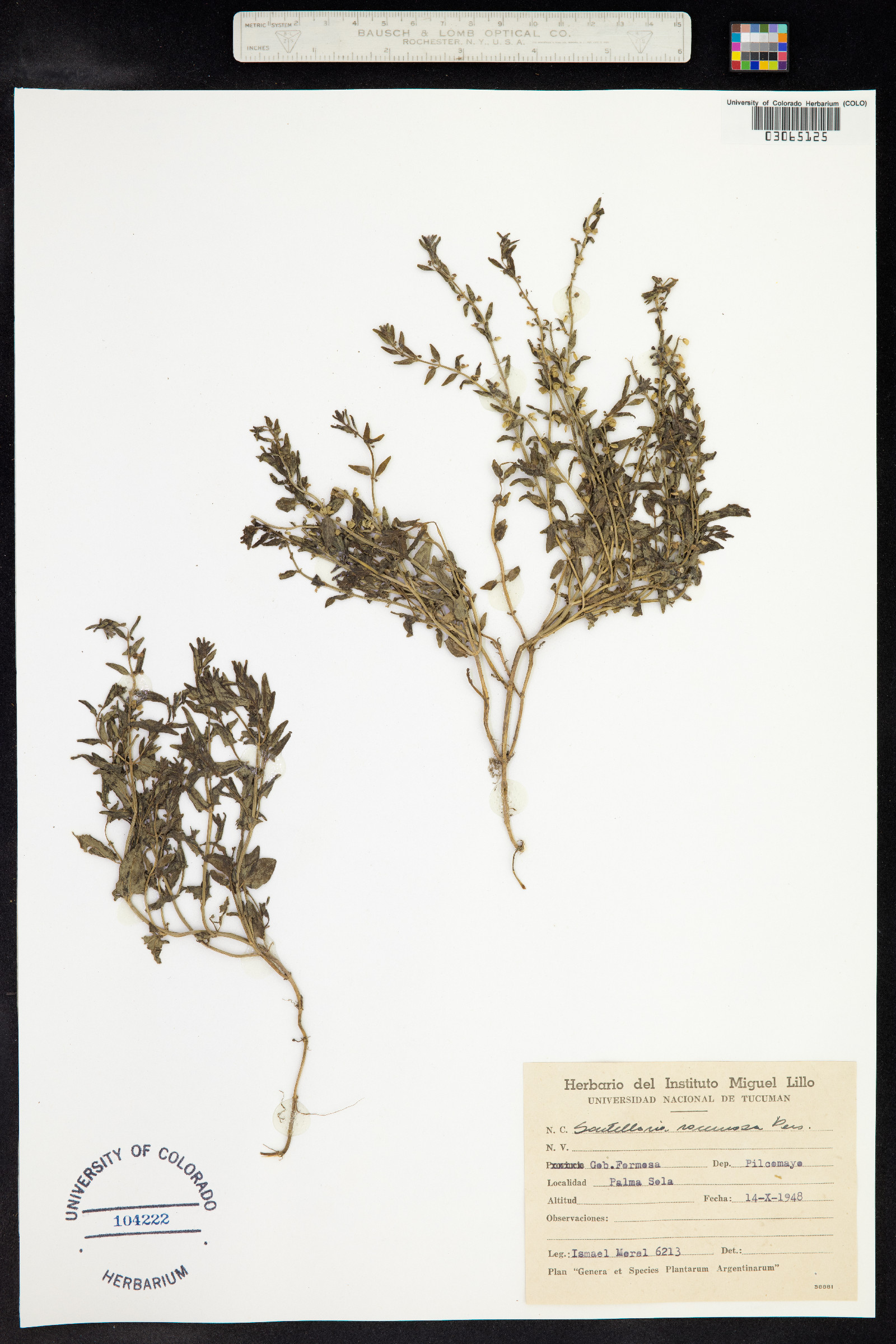 Scutellaria racemosa image