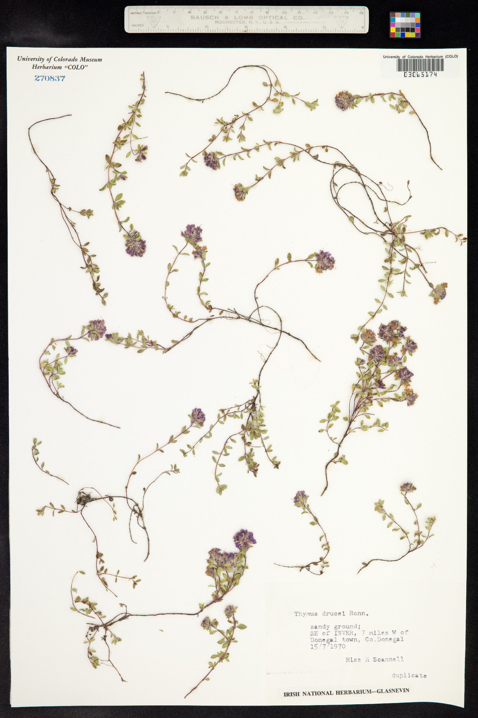 Thymus image
