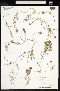 Thymus praecox ssp. arcticus image