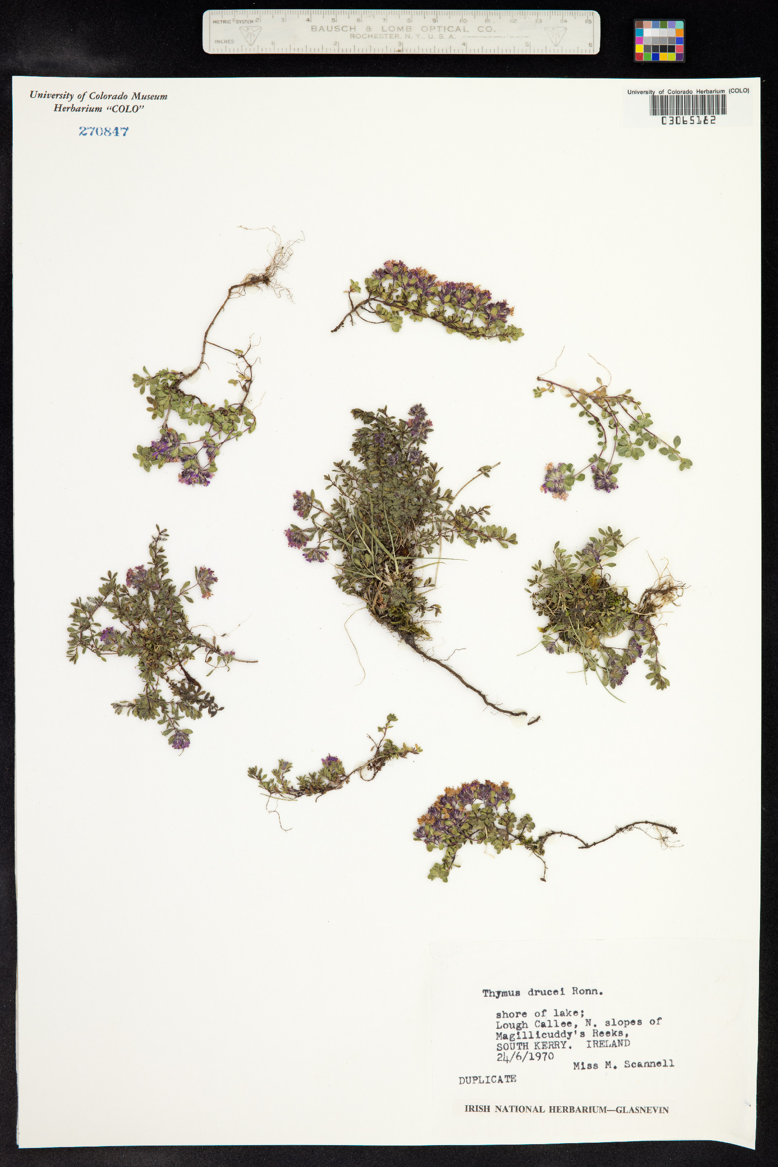 Thymus praecox ssp. arcticus image