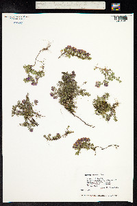Thymus praecox ssp. arcticus image
