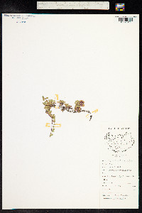 Thymus praecox ssp. arcticus image