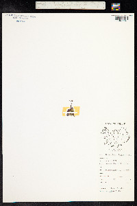 Thymus praecox ssp. arcticus image