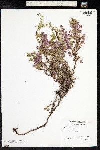 Thymus praecox ssp. arcticus image
