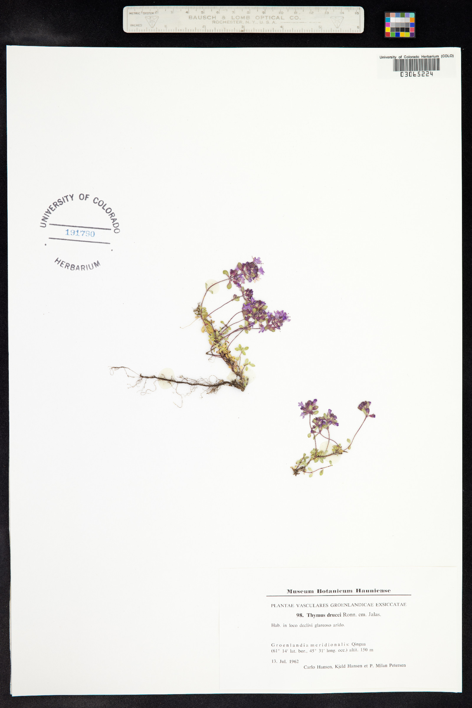 Thymus praecox image
