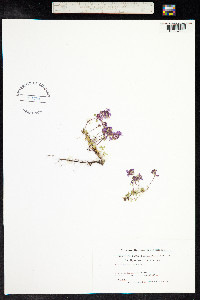 Thymus praecox ssp. arcticus image