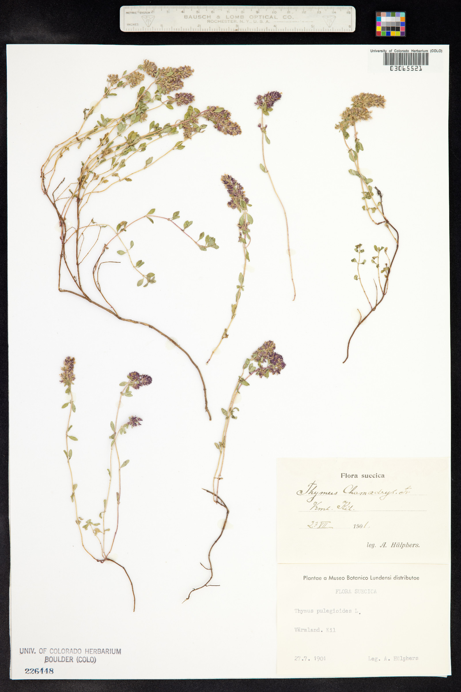 Thymus chamaedrys image