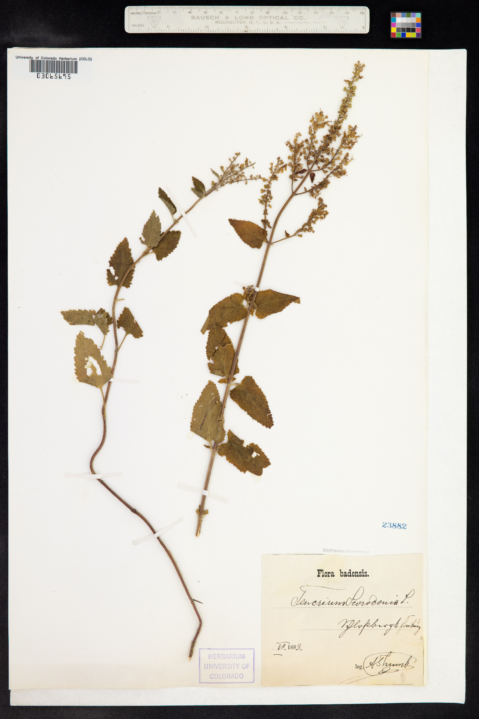Teucrium scorodonia image