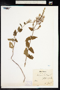 Teucrium scorodonia image