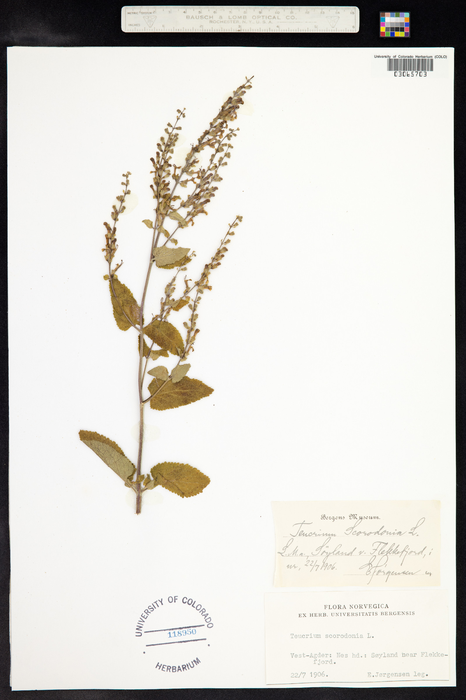 Teucrium scorodonia image