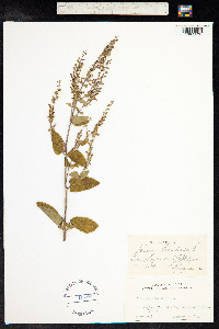 Teucrium scorodonia image