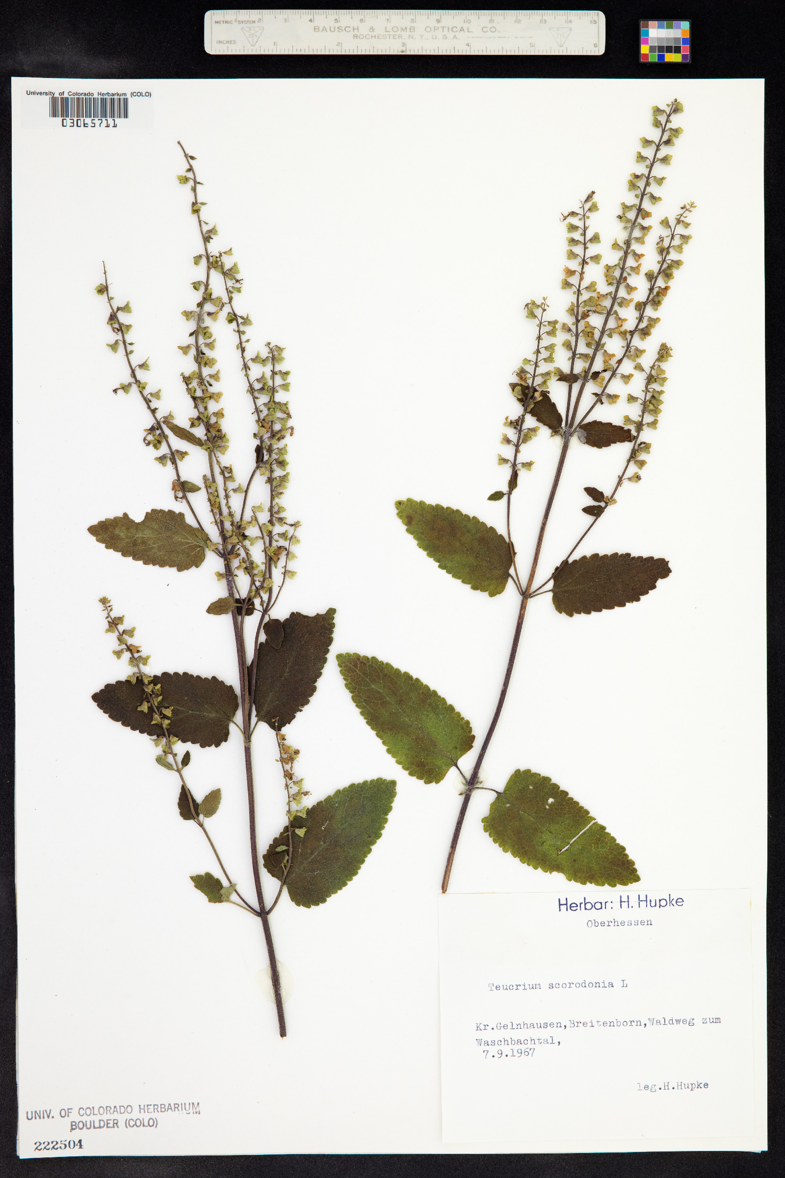 Teucrium scorodonia image