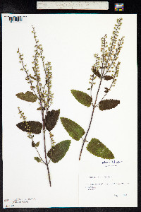 Teucrium scorodonia image